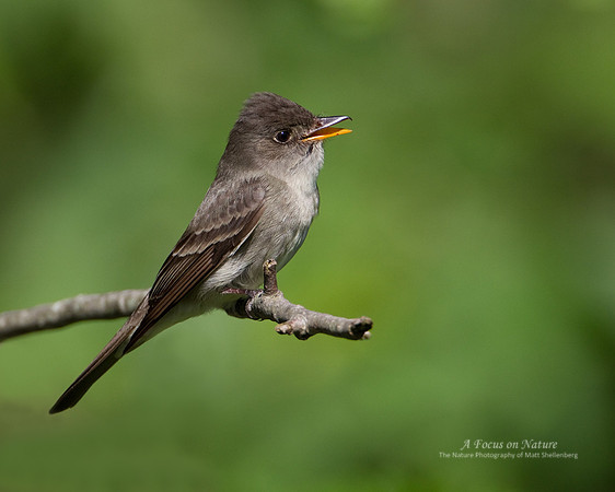 Eastern Wood-Pewee