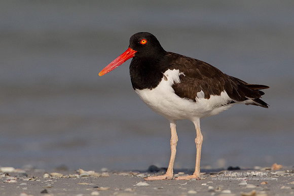 American Oystercatcher