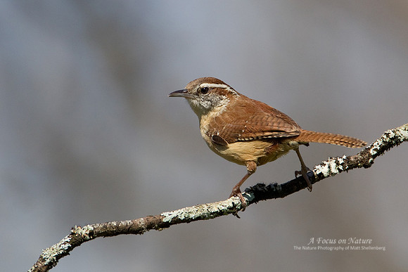 Carolina Wren