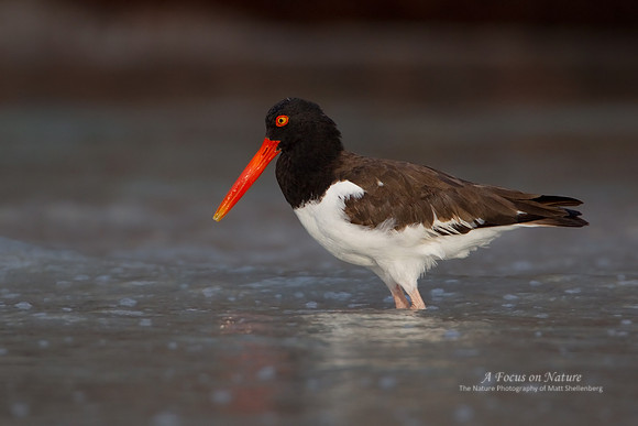American Oystercatcher