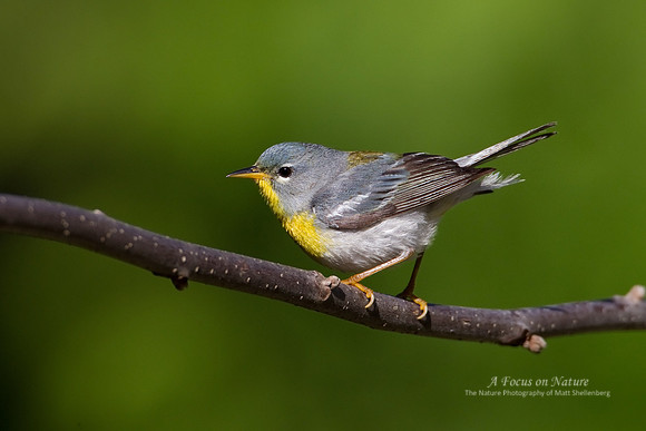 Northern Parula