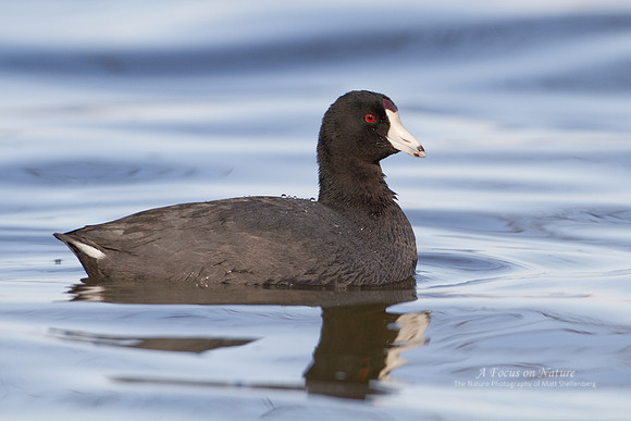 American Coot