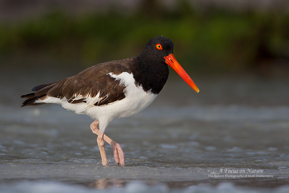 American Oystercatcher