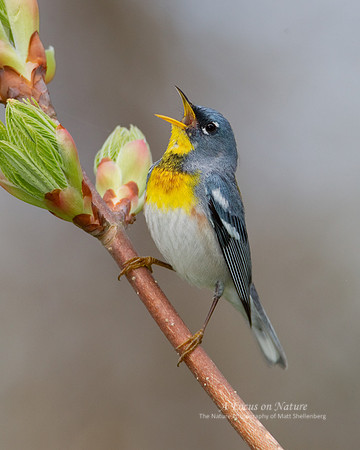 Northern Parula