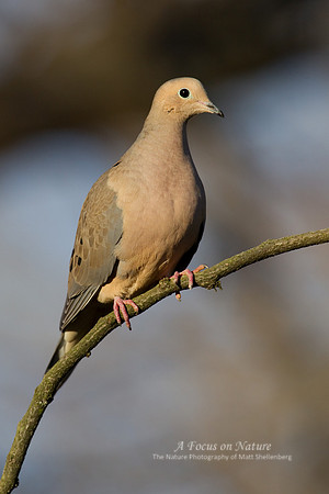 Mourning Dove
