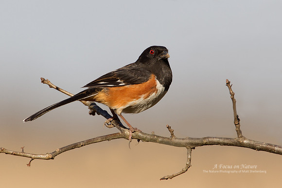 Eastern Towhee - Male