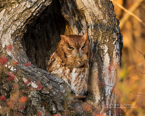 Eastern Screech-Owl