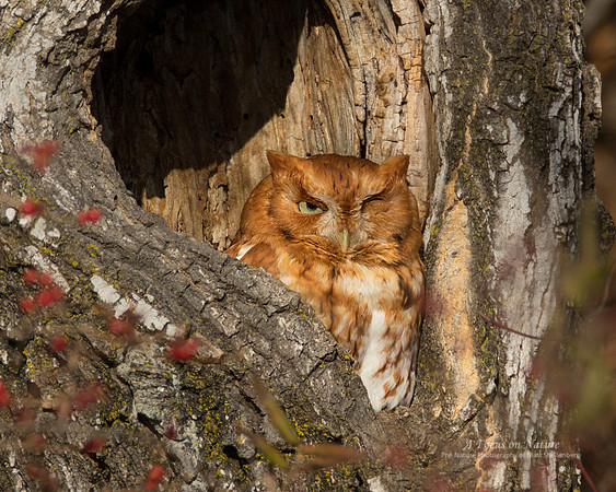 Eastern Screech-Owl
