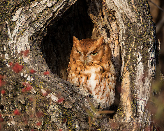 Eastern Screech-Owl