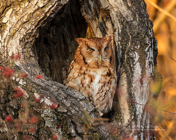 Eastern Screech-Owl