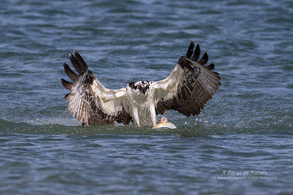 Osprey Catching Puffer Fish 1