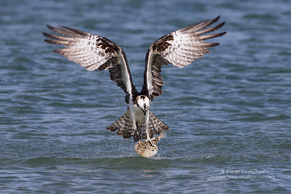 Osprey Catching Puffer Fish 3