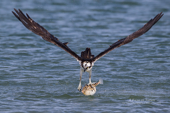 Osprey Catching Puffer Fish 4