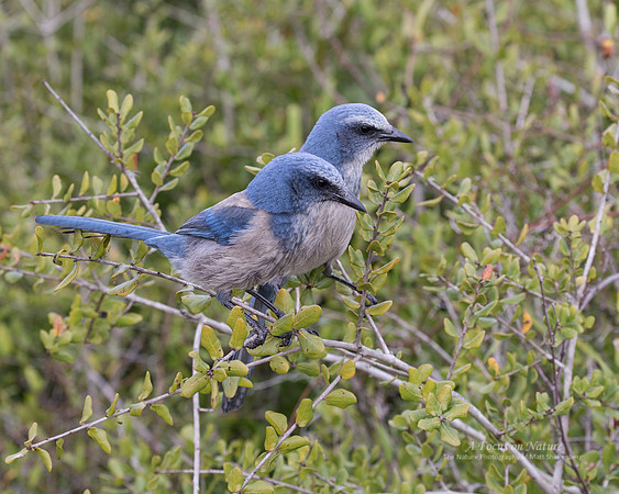 Florida Scrub-Jay