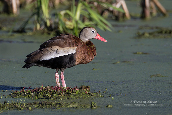 Black-bellied Whistling Duck