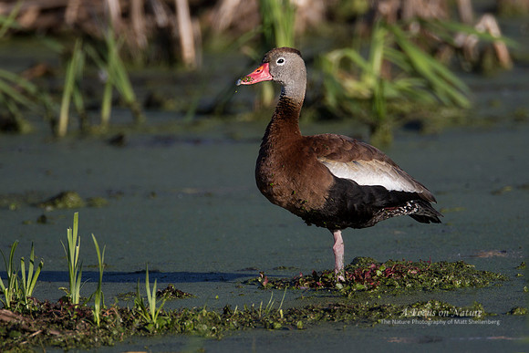 Black-bellied Whistling Duck