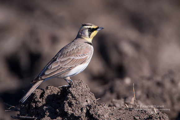 Horned Lark