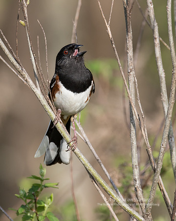 Eastern Towhee - Male