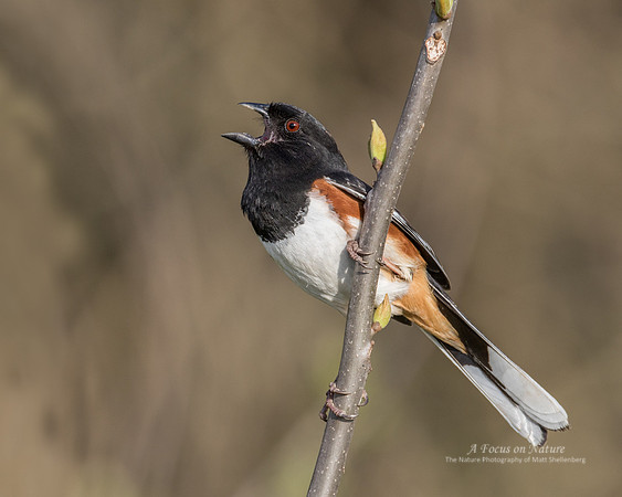 Eastern Towhee - Male