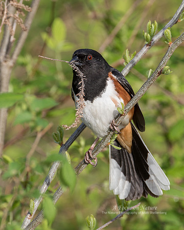 Eastern Towhee - Male