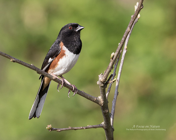 Eastern Towhee - Male