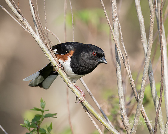 Eastern Towhee - Male