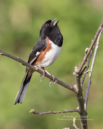 Eastern Towhee - Male