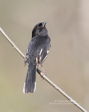 Eastern Towhee - Male