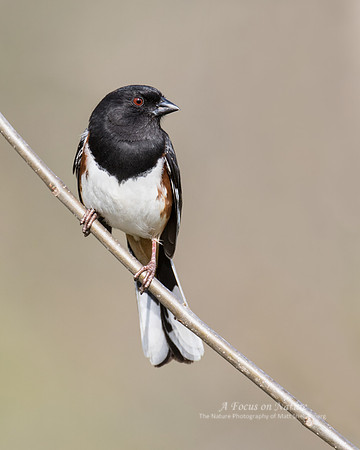 Eastern Towhee - Male