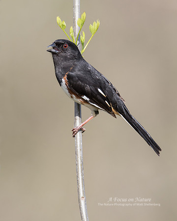 Eastern Towhee - Male