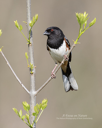 Eastern Towhee - Male