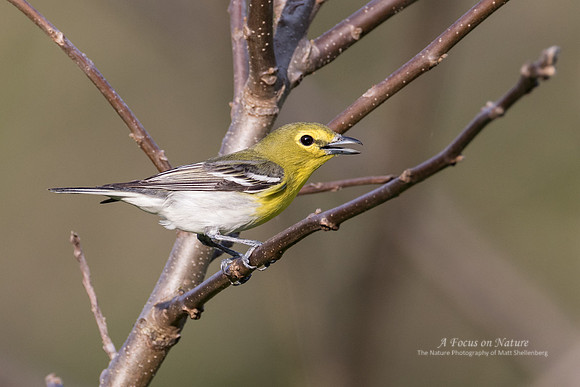 Yellow-throated Vireo