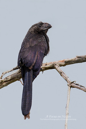 Smooth-billed Ani
