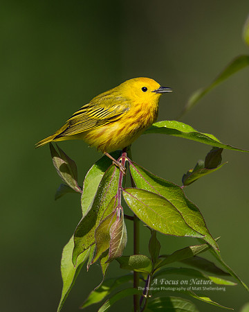 Yellow Warbler - Male