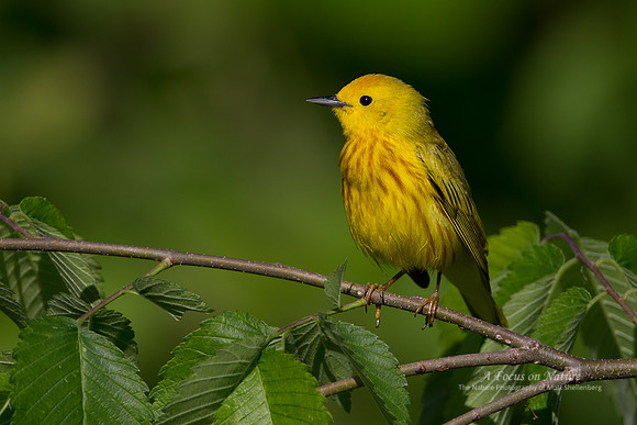 Yellow Warbler - Male