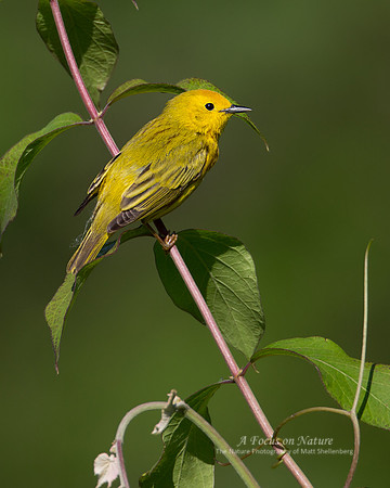 Yellow Warbler - Male
