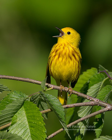 Yellow Warbler - Male