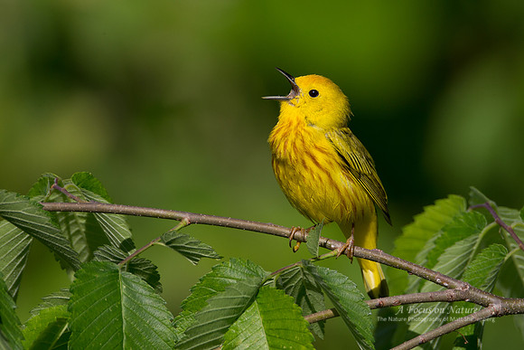 Yellow Warbler - Male