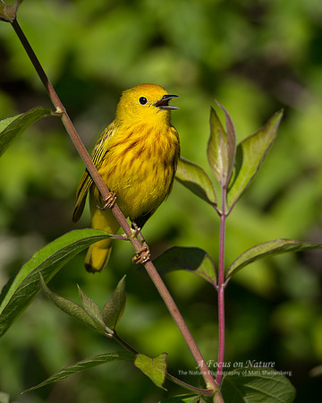 Yellow Warbler - Male