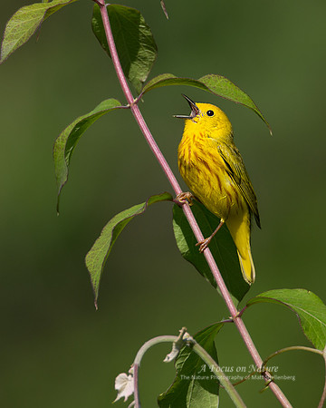 Yellow Warbler - Male