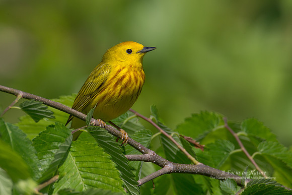 Yellow Warbler - Male