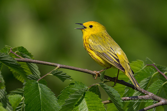 Yellow Warbler - Male