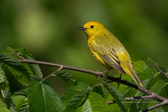 Yellow Warbler - Male