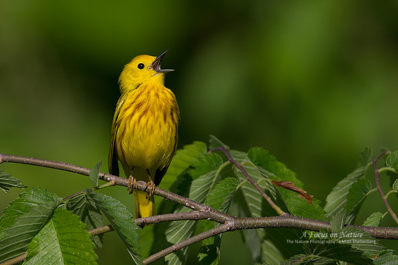 Yellow Warbler - Male
