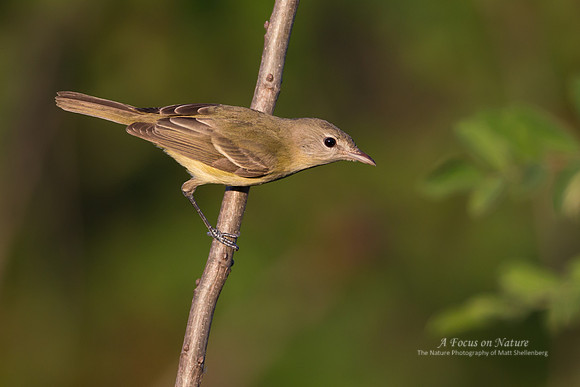 Bell's Vireo