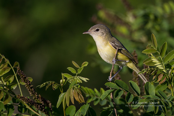 Bell's Vireo