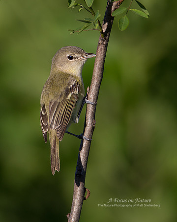 Bell's Vireo