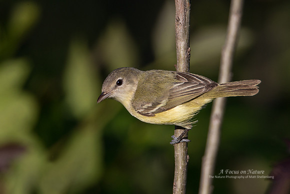 Bell's Vireo