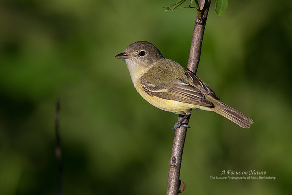 Bell's Vireo