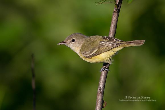 Bell's Vireo